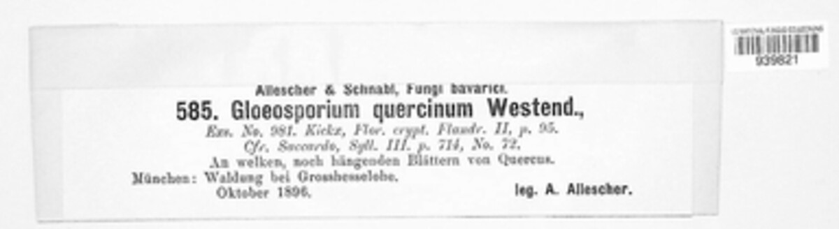 Dendrostoma leiphaemia image